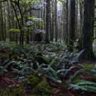 Under the Canopy