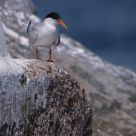 Roseate Tern