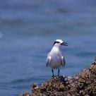 Black Naped Tern