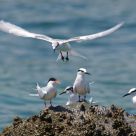Black Naped and Roseate Tern
