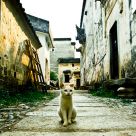Alley Cat
