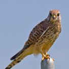 Torenvalk (Falco tinnunculus)