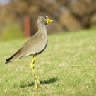 Wattled Lapwing