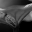 leaf.