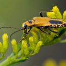 Beetle