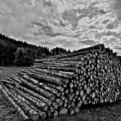 pile de bois
