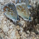 Butterflies