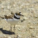 little ringed plover