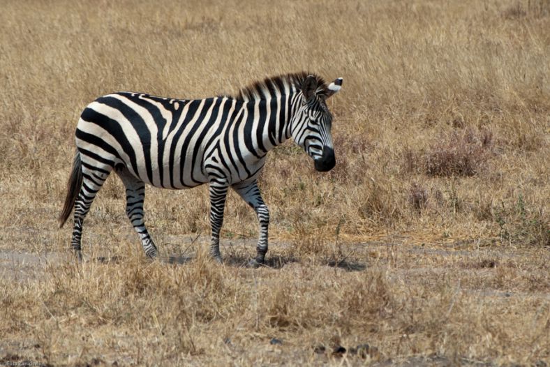 Zebra
