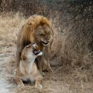 Lions