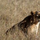 Lion female
