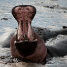 Hippo