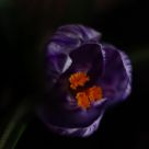 Crocus