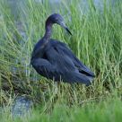 Little Blue Heron
