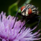 Sarcophaga carnaria II