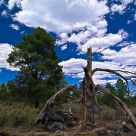 dead tree