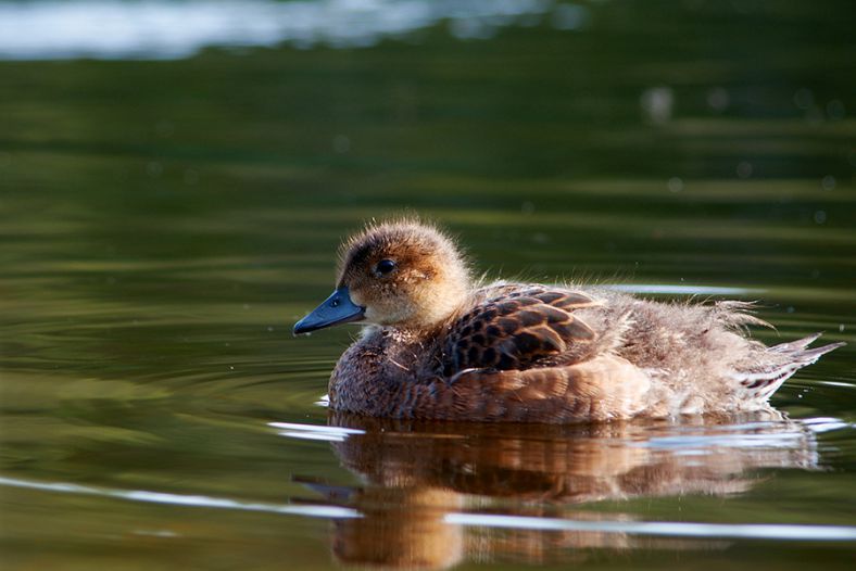 Mallard duckling relaxing