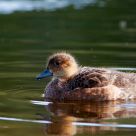 Mallard duckling relaxing
