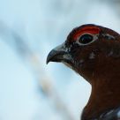 willow ptarmigan headshot