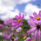 Blessing of Flowers