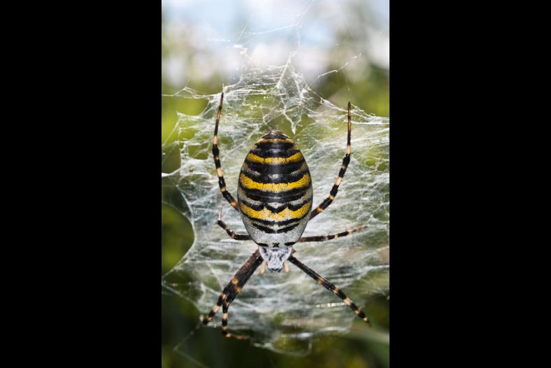 Wasp Spider