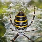 Wasp Spider