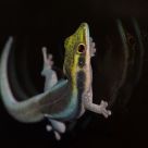 Gekko