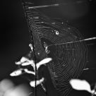 Spiderweb