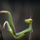 Mantis Religiosa