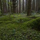Mossy Floor