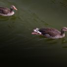 Two ducks