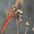 Libelula roja