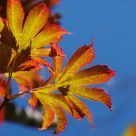 Fall is Coming
