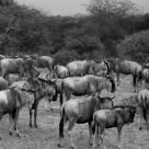 Gnu