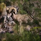 Big Horn Sheep