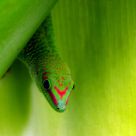 Gekko / Gecko
