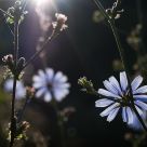 Backlit Chicory