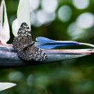 Butterfly on Bird of Paradise