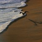 Shadow Of A Landing
