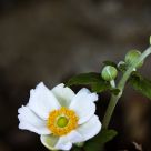 Anemone Japonica