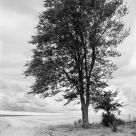 Tree near the sea
