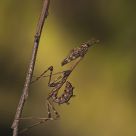 Empusa