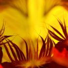 Flower Furnace