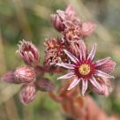 Light pink flowers
