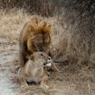 Lions