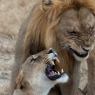 Lions