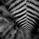 Fern