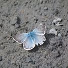 blue Butterfly