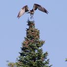 Osprey  on Top