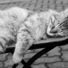 cat